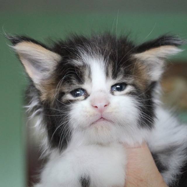 缅因猫天生臭脸,皱眉头表情超有戏,被封人脸猫!