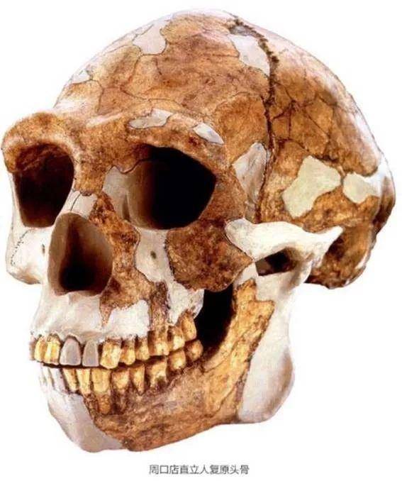 头盖骨疑踪成世纪悬案,中华儿女共盼"北京人"回家_手机搜狐网