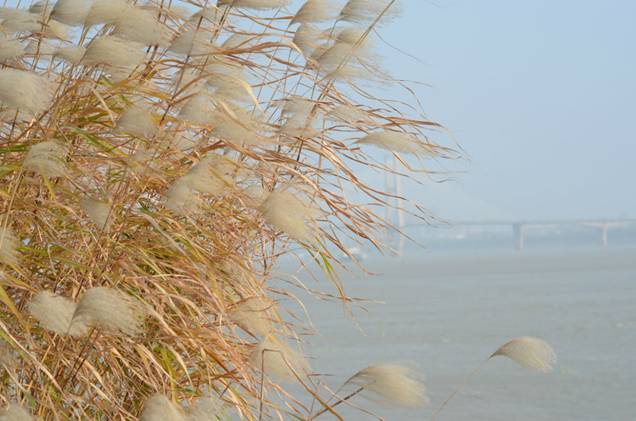 美到炸裂!暮秋寻雪汉口江滩芦苇荡秋季拍照的绝佳圣地