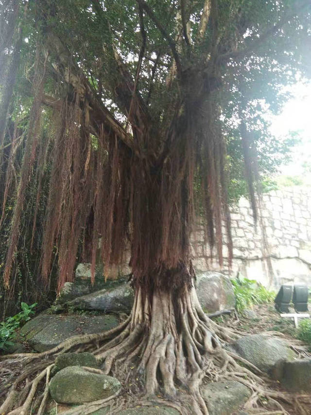 菩提树下的人生感悟心若无物菩提本无树