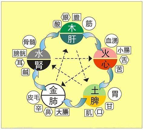 五行五脏五味五季图表,五行五五华五志表图,五行五五味对应图(第3页)_大山谷图库