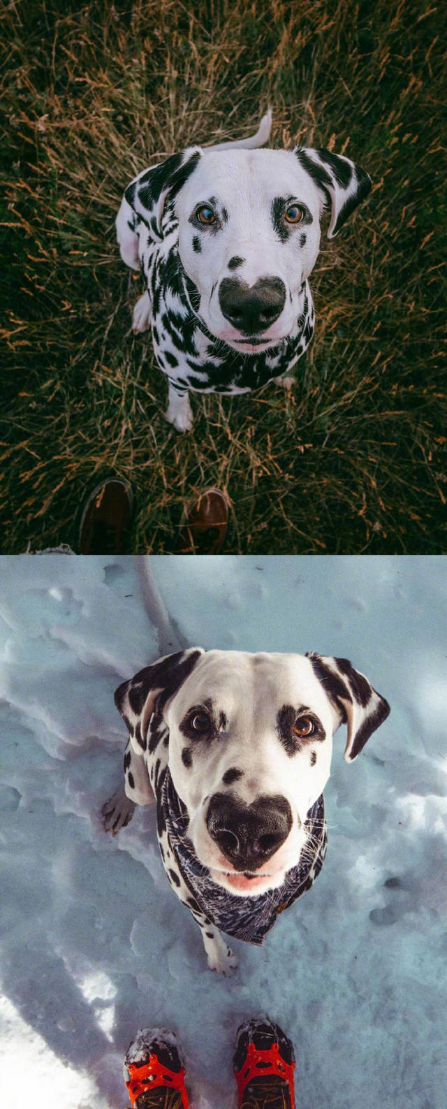 鼻孔爱心形状的小斑狗,真的是可爱到爆!