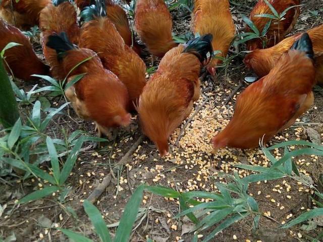 (1)林下养鸡是否真的不火了?