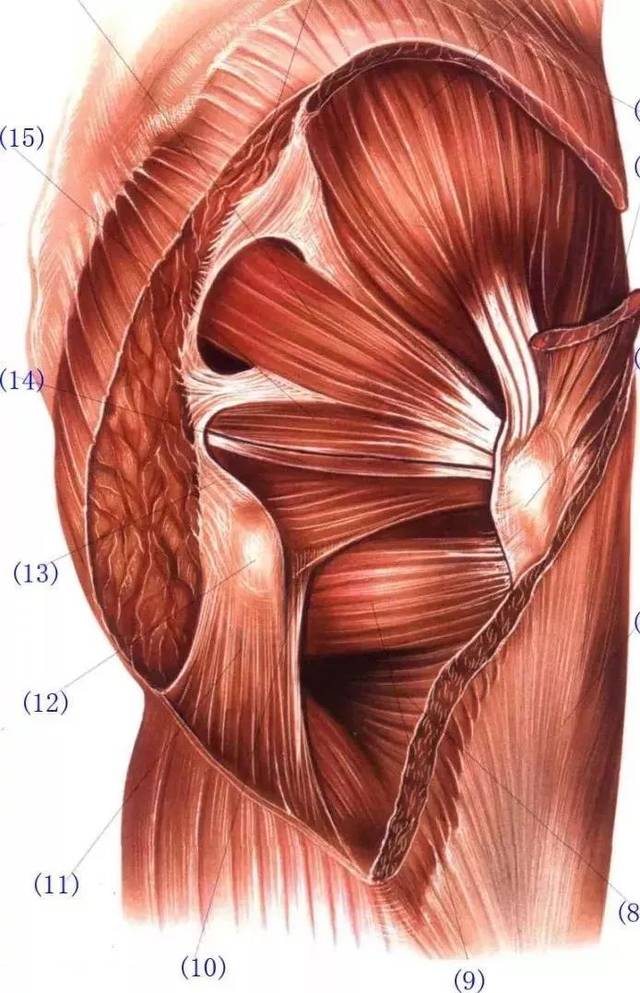 臀部淺層與深層肌肉解剖