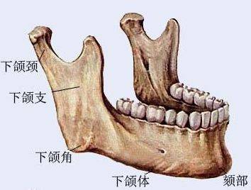 颏下动脉由面动脉发出分支至下颌窝皮肤及皮下组织,下颌下淋巴结,下