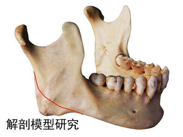 下颌骨呈弓形,由u型的下颌体和与下颌体近乎垂直的下颌升支组成