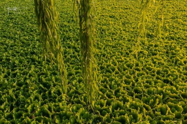 这种"水白菜"是我国最危险入侵物种之一,但它也能用来净化水质