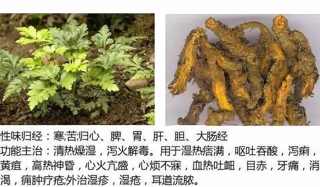 【收藏】500余种中草药图谱(附主治功效),知道一半就太牛了!