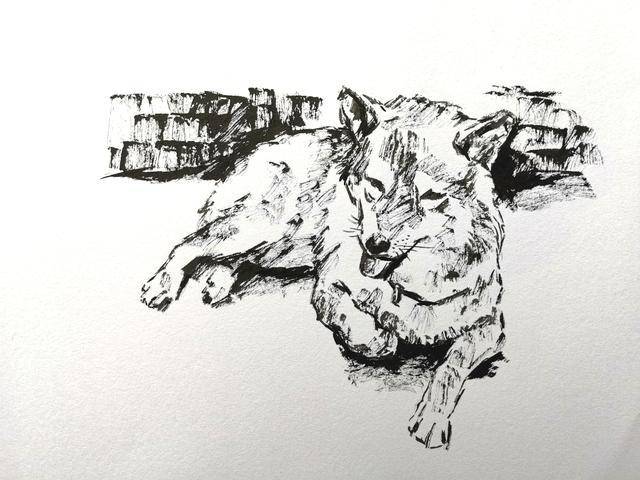 素描动物画:如何画一只对你微笑的柴犬