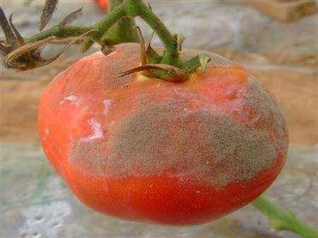柿子霉菌的图片图片