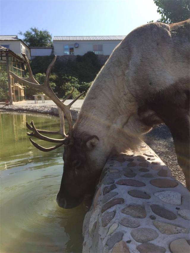 北京鹿世界牧场图片