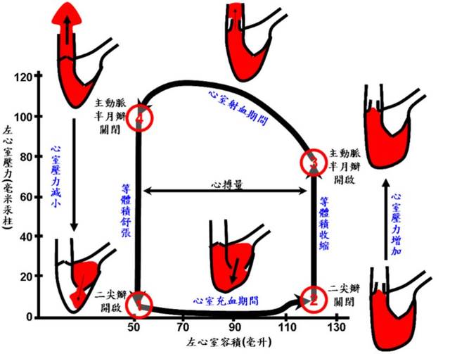 心脏收缩舒张过程动画图片