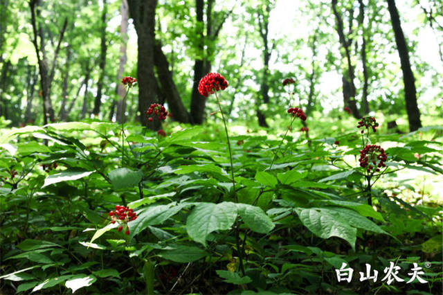 二,桓仁满族自治县的地理位置是人参生长的最佳区域