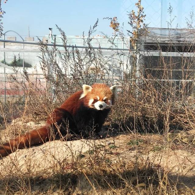 亳州动物园开始试营业!位置就在