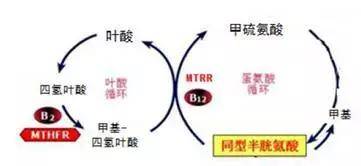 参与同型半胱氨酸,甲硫氨酸代谢循环