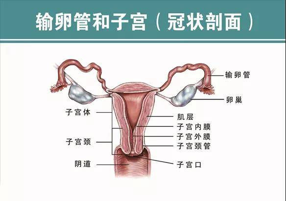 阴道口与尿道口,肛门临近,受到尿液,粪便的污染,容易滋生病菌,病菌可