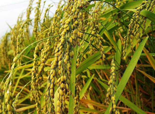 黑龙江粘水稻品种有哪些?种植粘水稻时,要注意哪些事项?