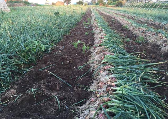 东北农深风味毛葱的保鲜贮藏技术