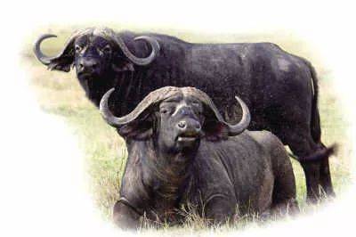 在1957年,印度赠予我国46头奶水牛,大家称他们为——摩拉奶水牛.