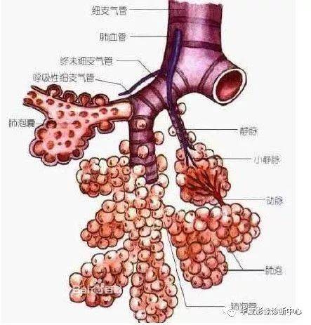 【影像进阶】深度认识肺部间质性气肿_手机搜狐网