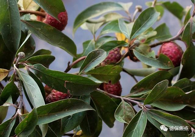 鸡嗉子的外观跟荔枝有点相似,但其味与荔枝有着天壤之别,它的果肉略甜