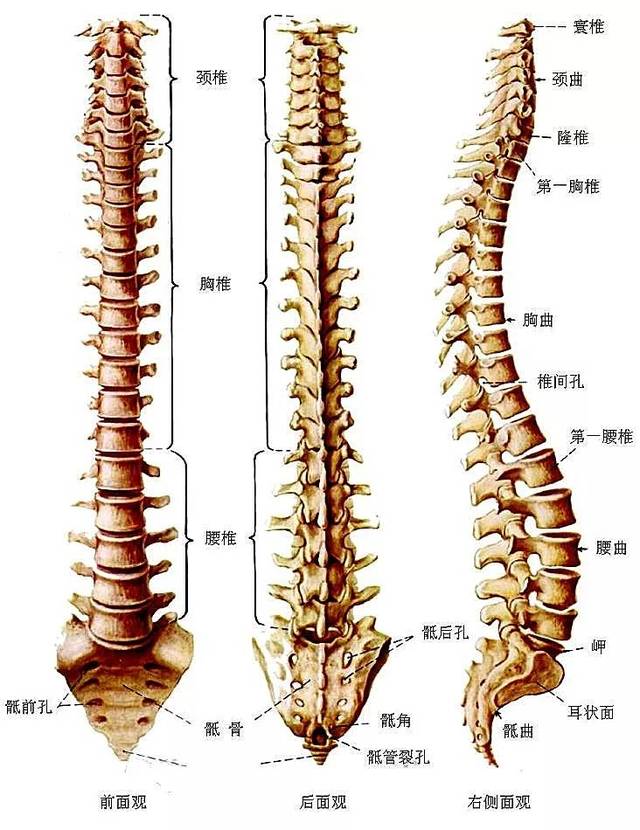 人体脊椎正常的曲度图图片