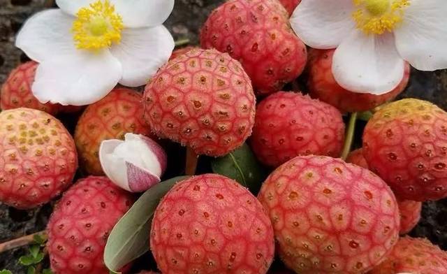 德保菜市场最近热卖的"美人果",很多老乡都会认错_手机搜狐网