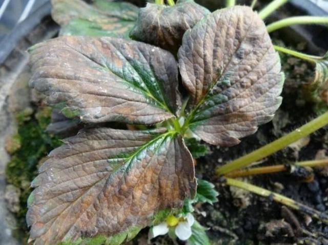 草莓冻害怎么办教你怎么管理草莓冻害_手机搜狐网