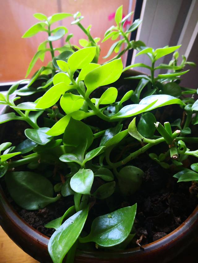 活性肽能修复胰岛一β细胞,维持其结构与功能正常,使其正常分泌胰岛素