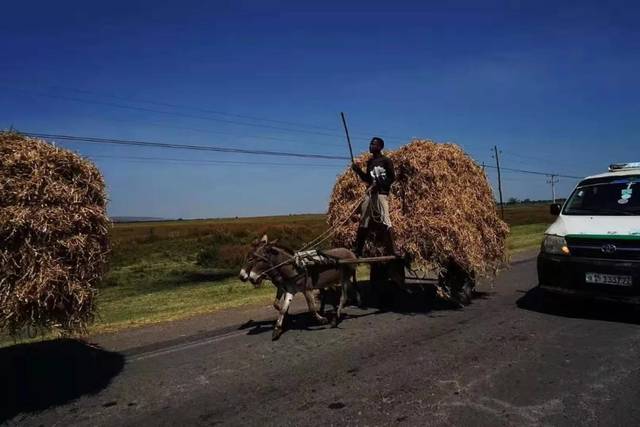 埃塞俄比亚竟然这么多驴拉车