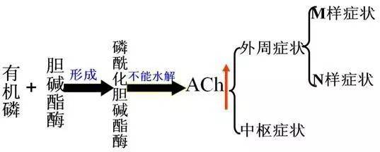 e.地氯雷他定d.地西泮c.碘解磷定b.戊乙奎醚a.阿托品1.