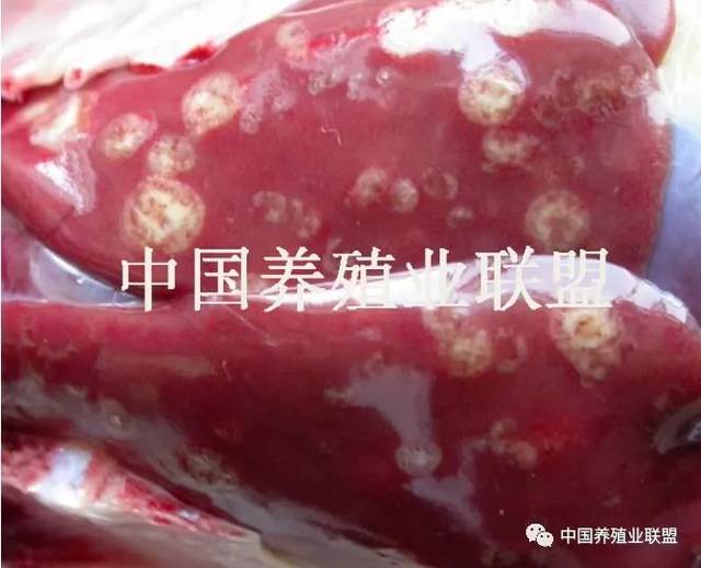 肝坏死灶,盲肠坏死性炎症