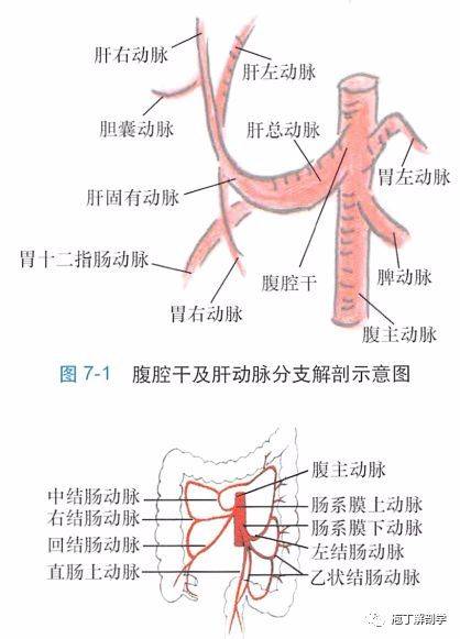 腹主动脉主要分支图谱图片