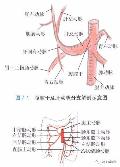 腹壁浅动脉解剖图图片