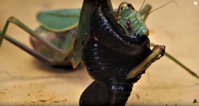 829期:①螳螂吃水蛭血流的到处都是②松鼠试图把蛇活埋③大白鲨咬死