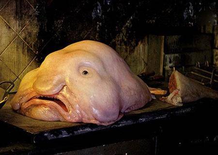 揭秘长相最怪异的5种海洋动物第二种堪称全球最丑最忧伤的鱼