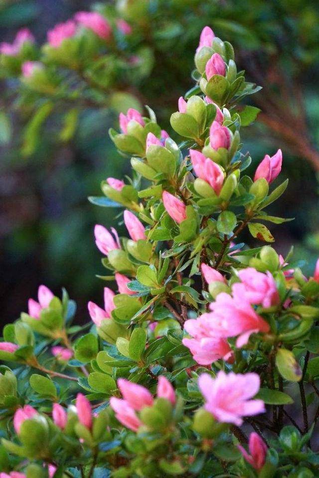 杜鹃开花成片花色艳丽,过年摆在家里十分喜庆,做好这几点开花久