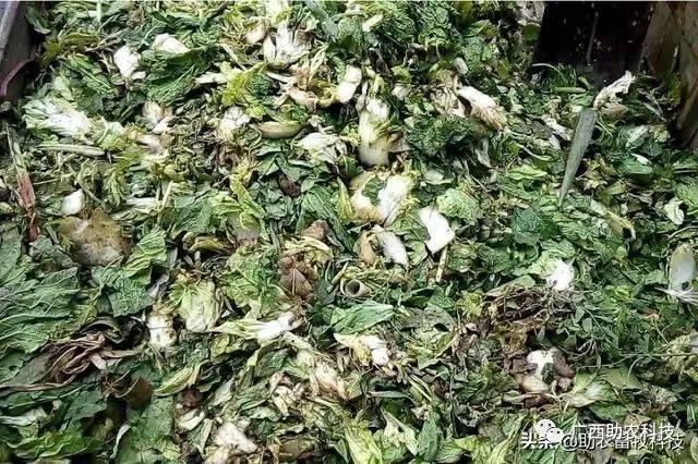 废弃菜叶如何通过发酵变成猪鸡鸭等的饲料?_手机搜狐网
