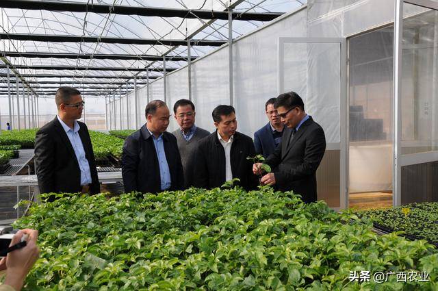 自治区政府办公厅副主任梁磊一行赴广西现代农业技术试验站调研指导