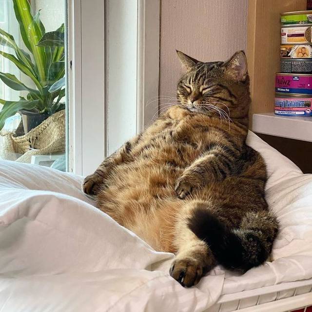 日本超级大胖猫在网络走红胖成球的猫咪卖萌太可爱了