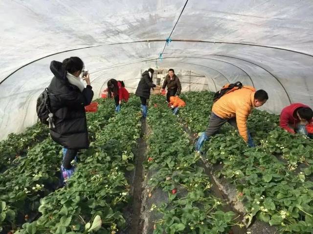 品味农趣乐：走进农家乐采摘的世界