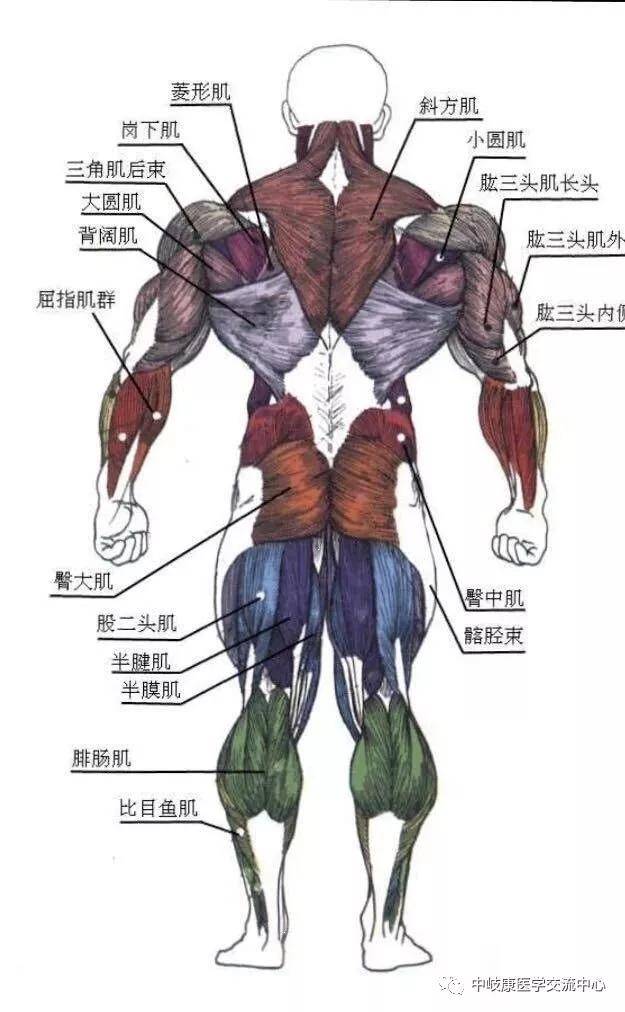 叶颖华肌筋膜激痛点示意图