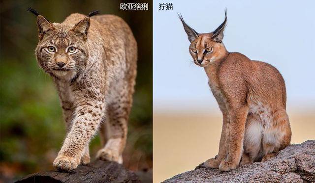 猞猁与狞猫因为这个特征,曾经很多人将它与狞猫(另外一种猫科动物
