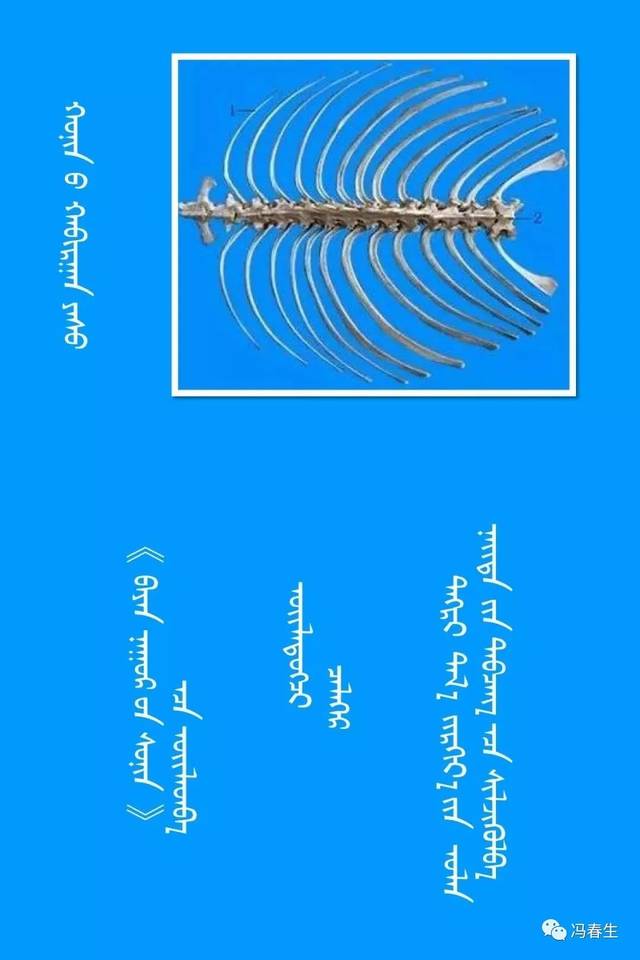 鄂尔多斯汉族方言称牲畜骨头名