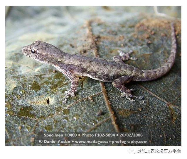 275,格朗迪迪埃侏儒守宫 lygodactylus tolampyae