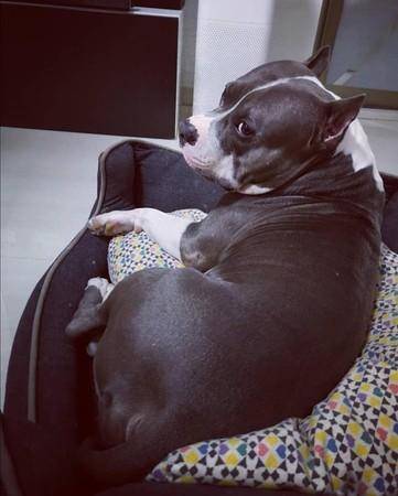爸妈出国前一天恶霸犬脸超臭 隔天宠物旅馆传咧嘴照片超反差