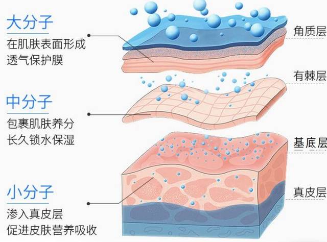 这样的大中小分子结构,使它拥有超强锁水力,哪怕大干皮不用面霜打底