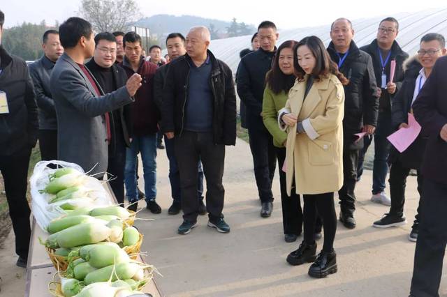 商城特色馆,达权店镇,分别参观了商城县辛店蔬菜种植合作社,商城特色