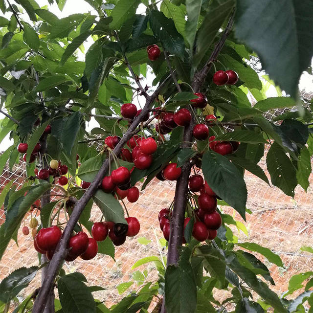 罗亚理大樱桃苗:极早熟地短低温甜樱桃,休眠期短,抗裂果