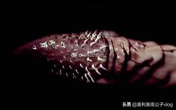 活了22年第一次知道雄性猫长倒刺有科学的解答吗